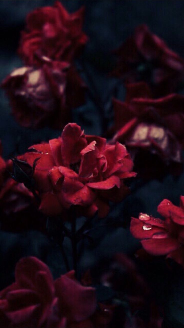 fond d'écran sindri,rouge,pétale,fleur,rose,roses de jardin