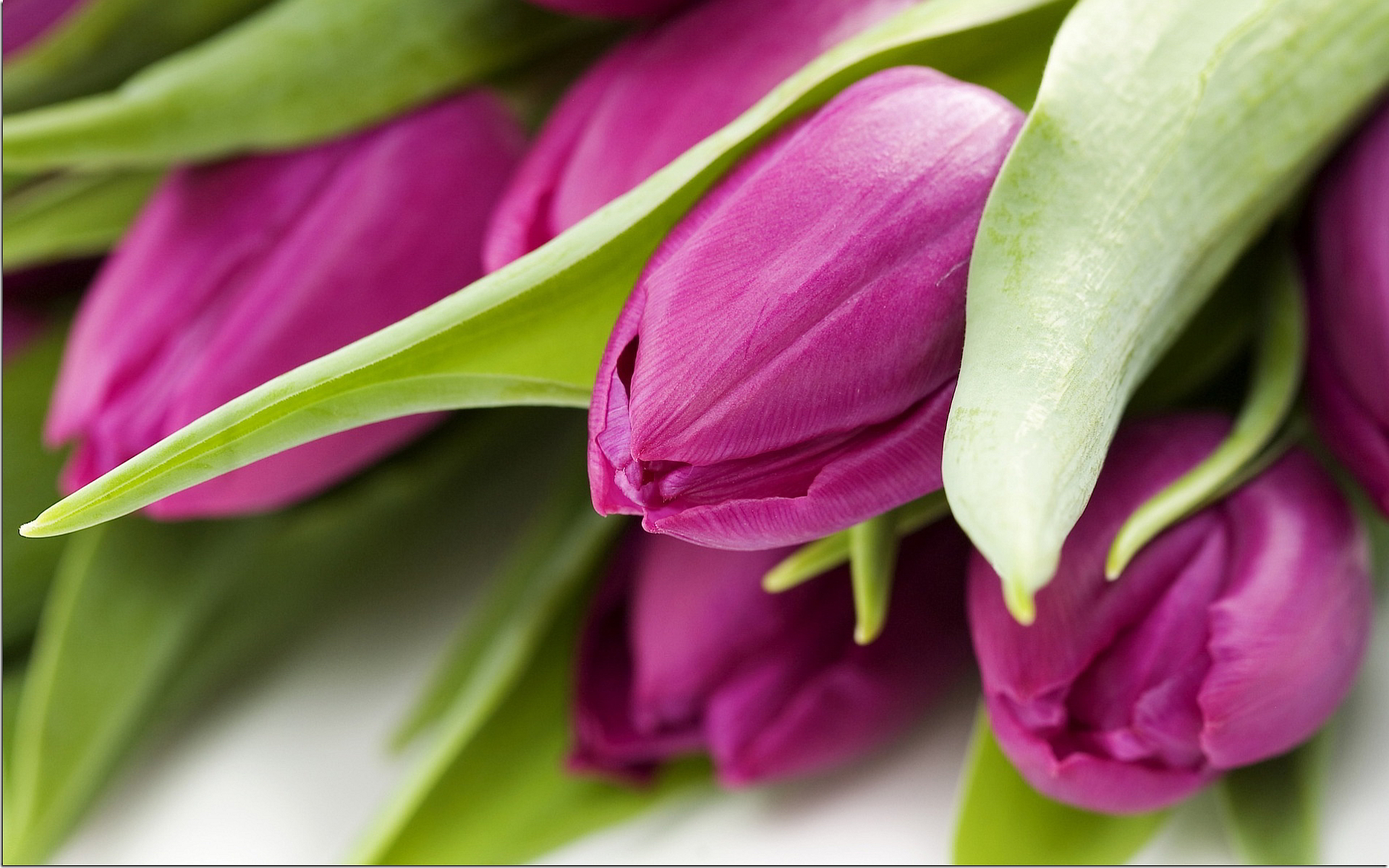 papier peint tulipe pourpre,fleur,rose,violet,pétale,plante
