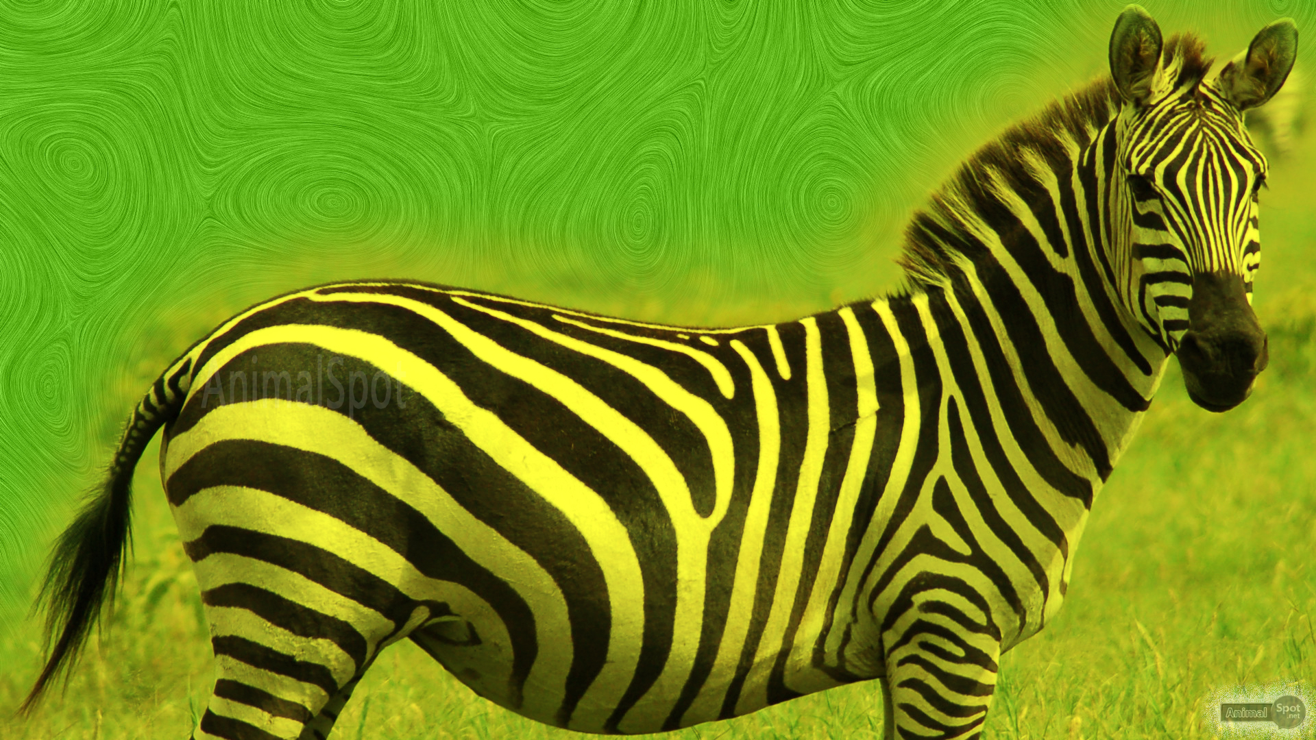 carta da parati zebra rossa,zebra,animale terrestre,natura,verde,prateria