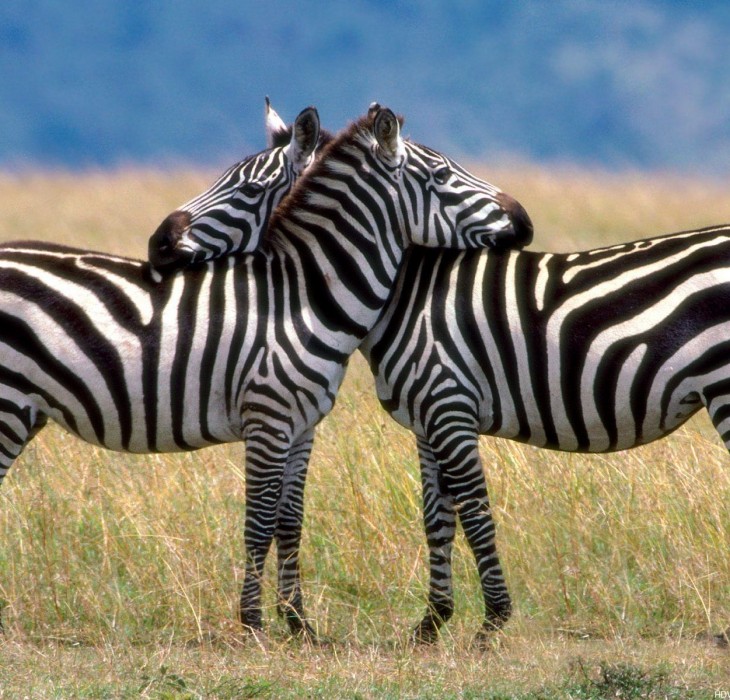 carta da parati zebra rossa,zebra,animale terrestre,natura,prateria,savana