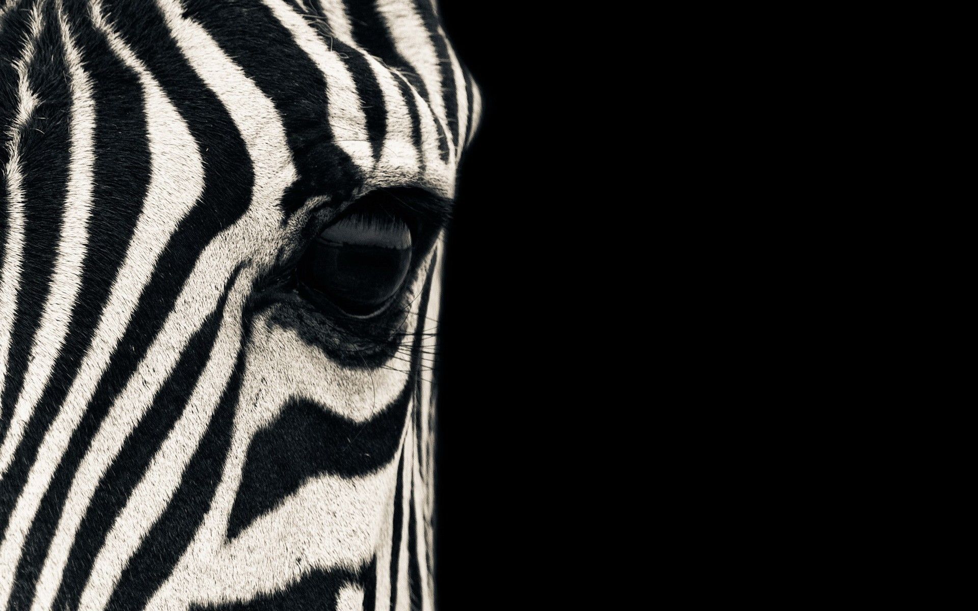 Zebra Wallpapers For Pc- WallpaperUse