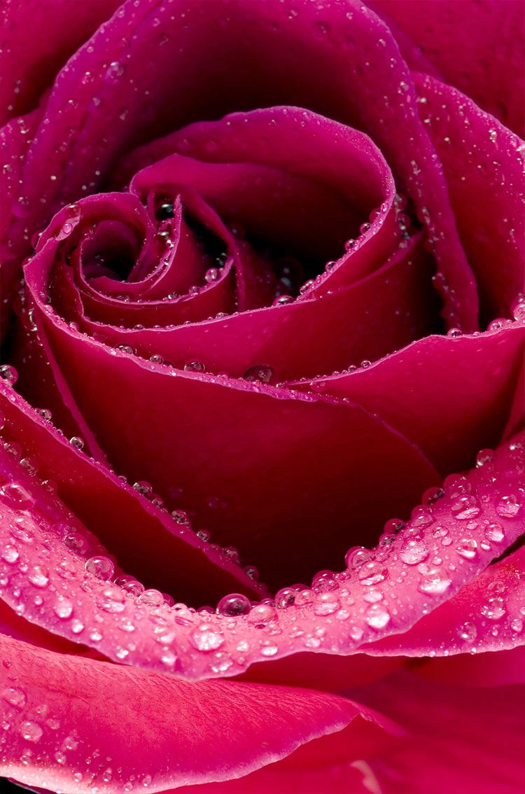 Beautiful Pink Rose Flowers With Water Drops Buds Petals HD Flowers  Wallpapers | HD Wallpapers | ID #91840