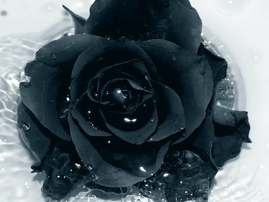 gulab fond d'écran télécharger,roses de jardin,rose,noir,fleur,blanc