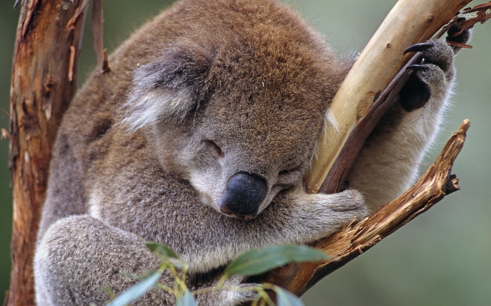 かわいいコアラの壁紙,コアラ,陸生動物,有袋類,野生動物,鼻