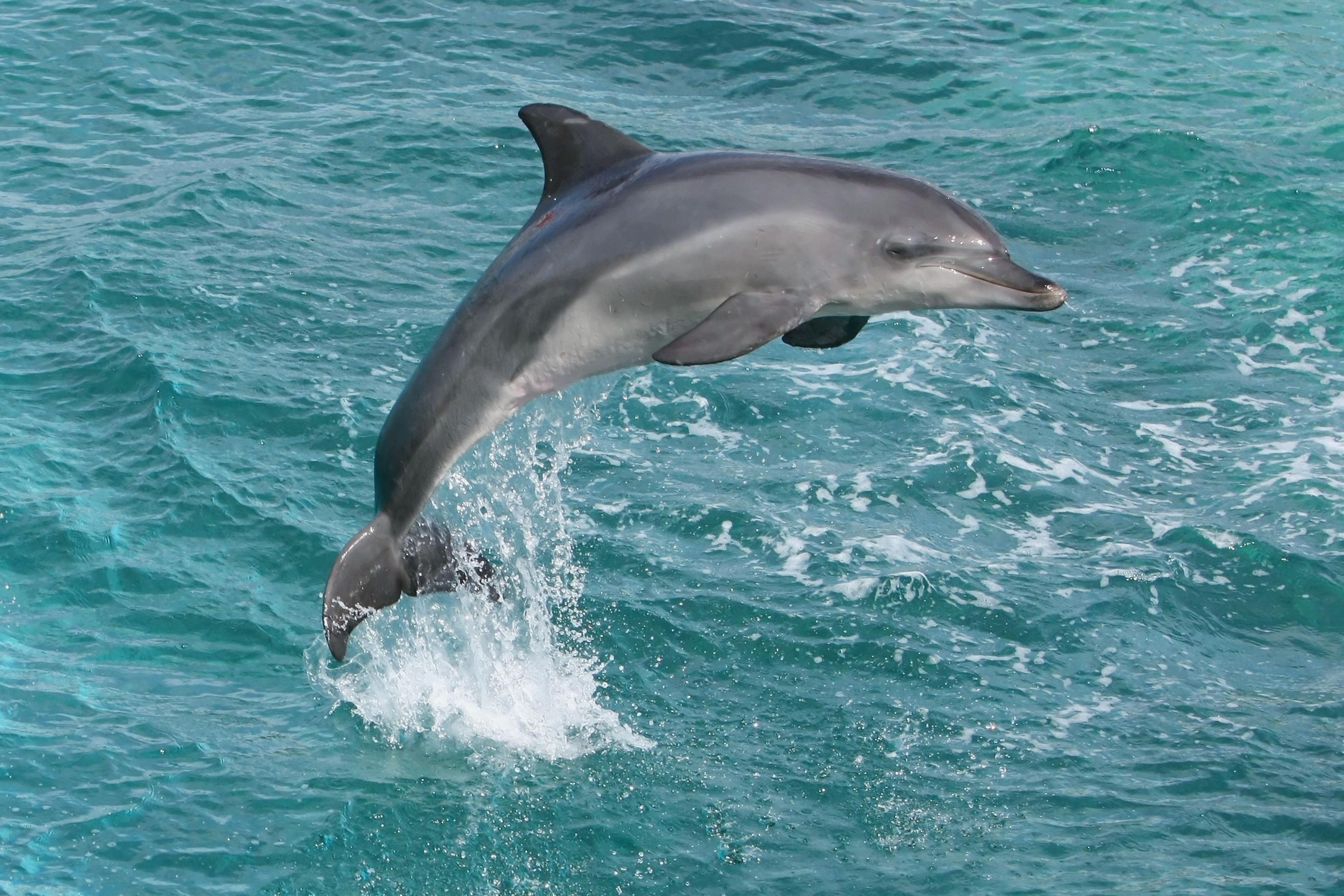 delphin wallpaper kostenloser download,gemeiner tümmler,kurzschnabel delphin,delfin,tümmler,meeressäugetier