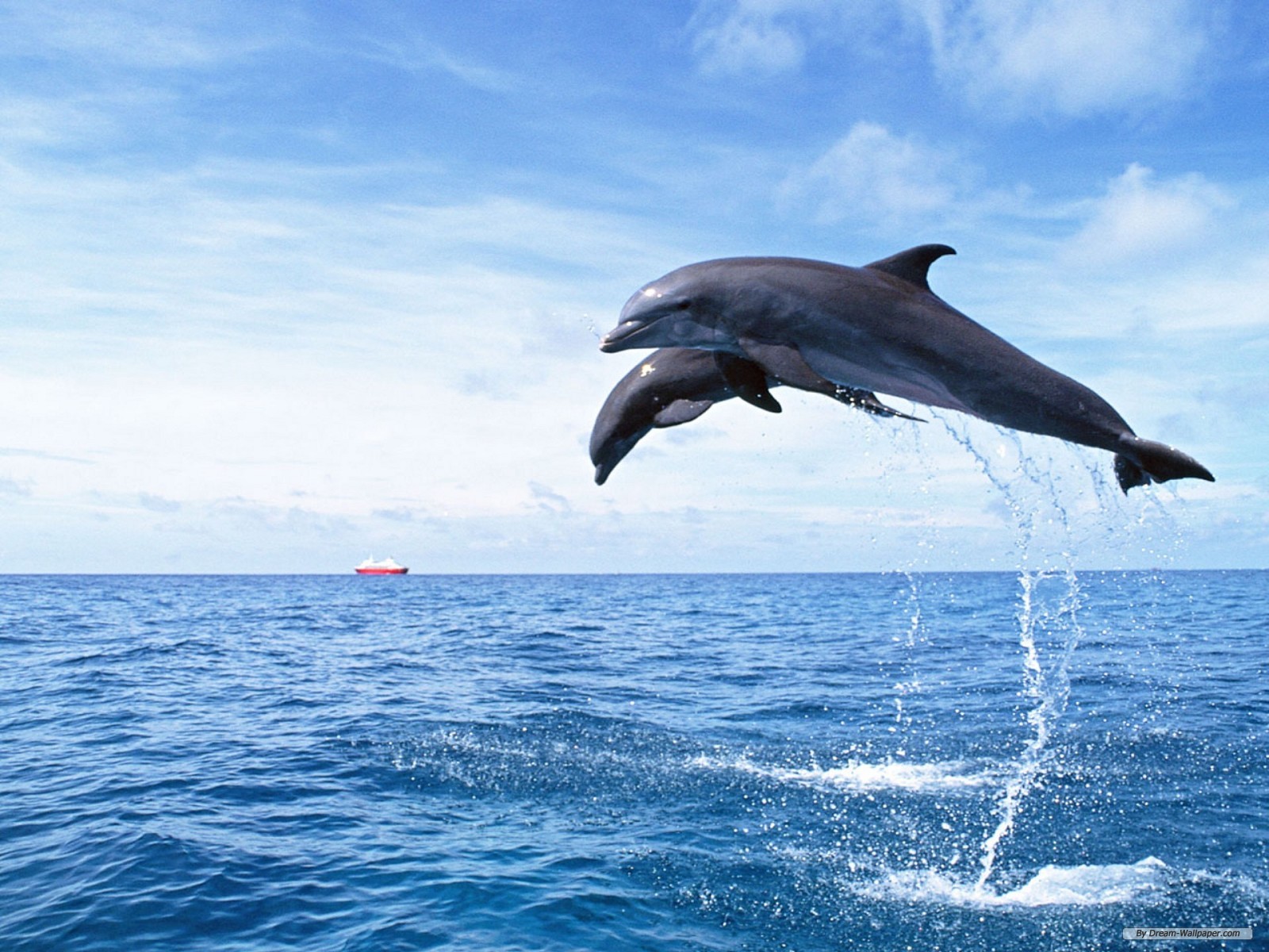 fondos de pantalla de delfines hd,delfín,delfín nariz de botella común,delfín nariz de botella,mamífero marino,saltando