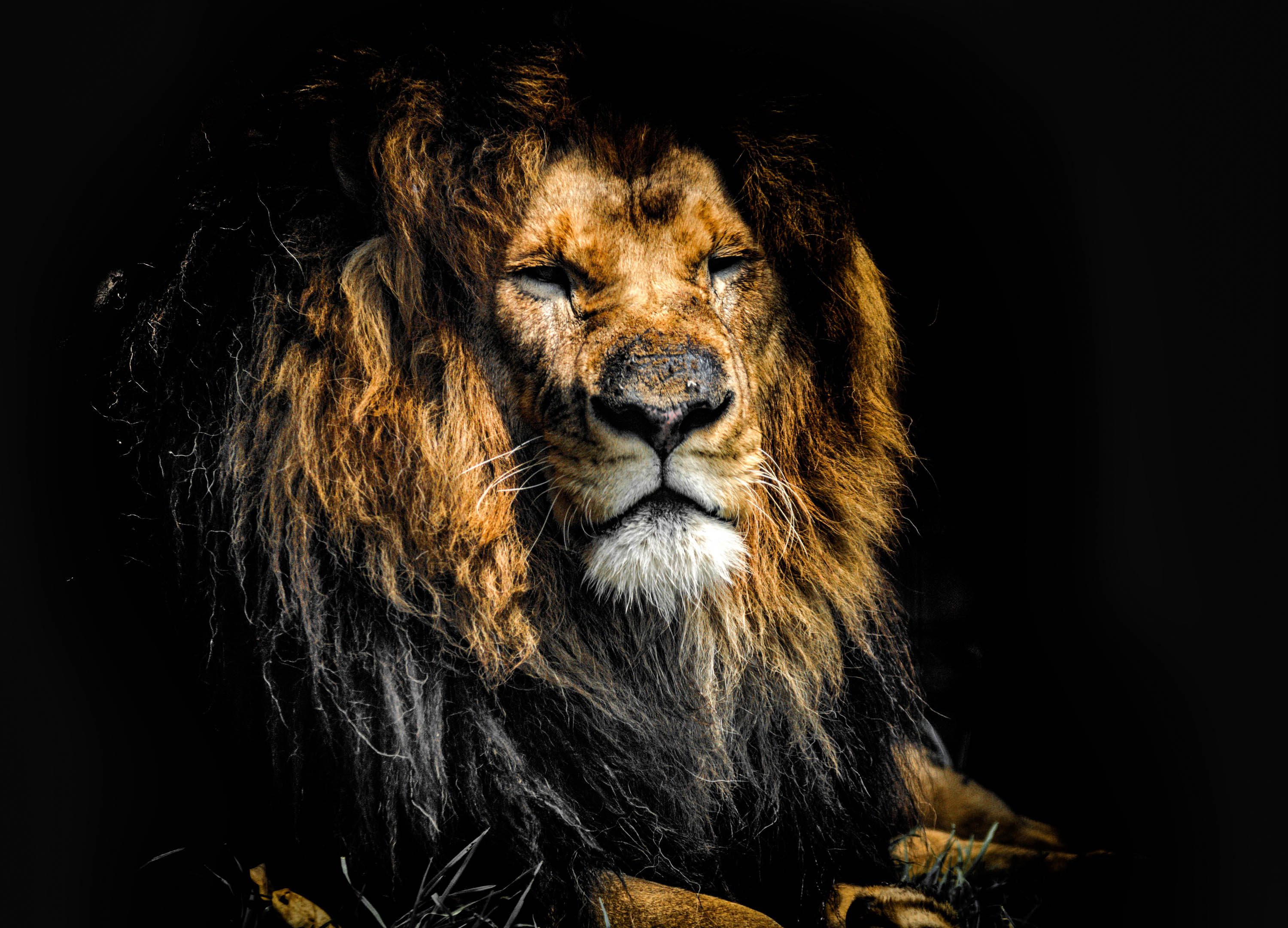 fond d'écran leon hd,lion,cheveux,faune,félidés,lion masai