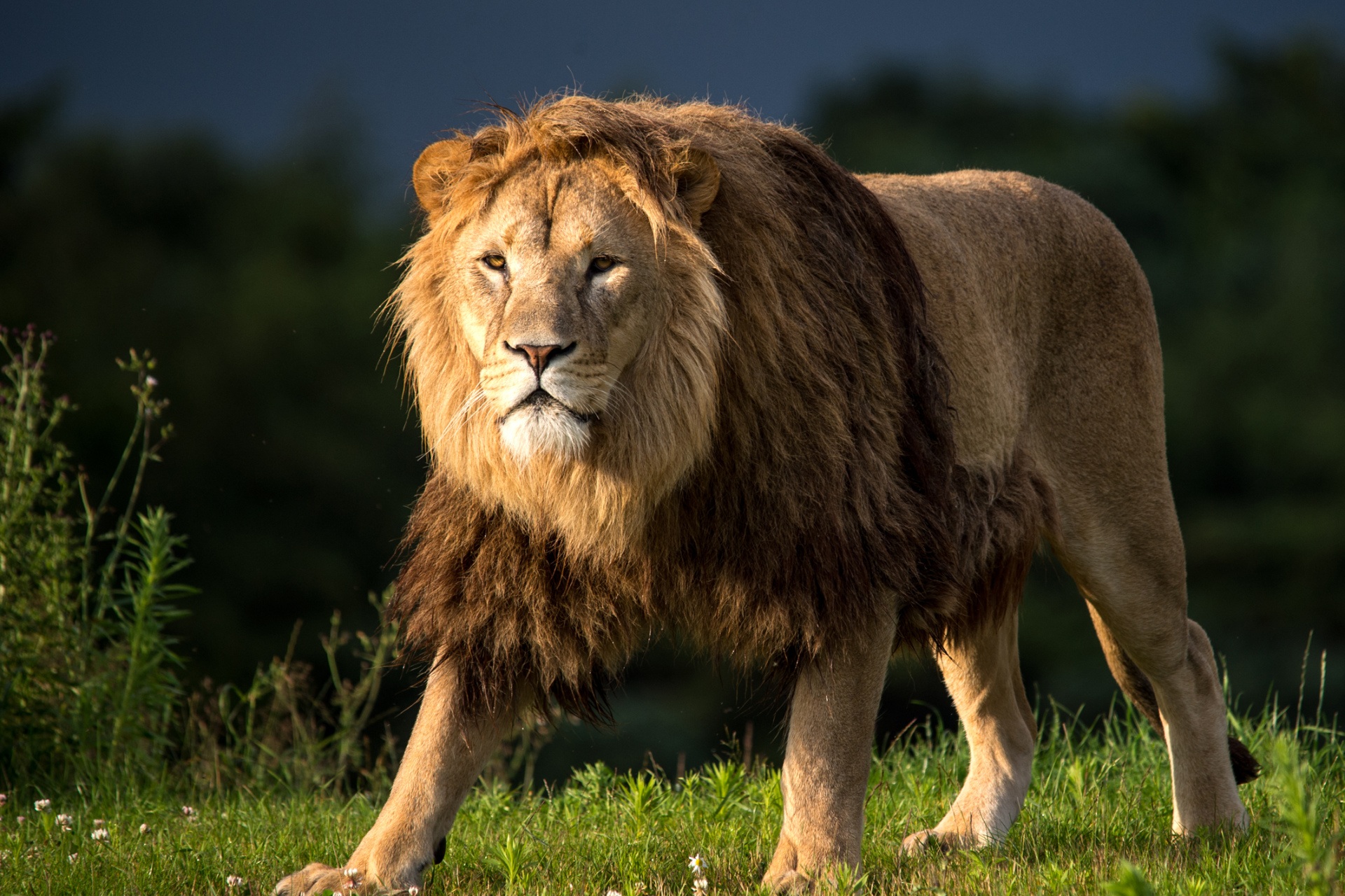 fond d'écran leon hd,lion,faune,animal terrestre,cheveux,lion masai