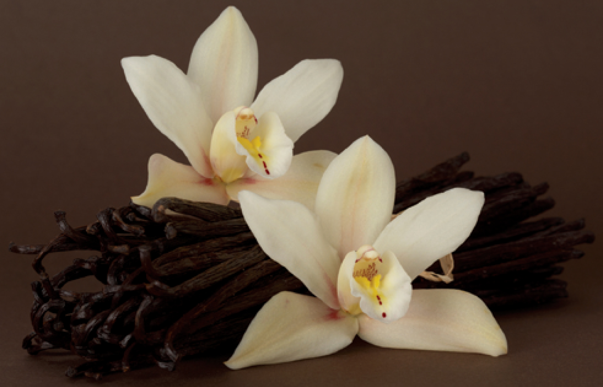 carta da parati alla vaniglia,fiore,bianca,petalo,pianta,pianta fiorita