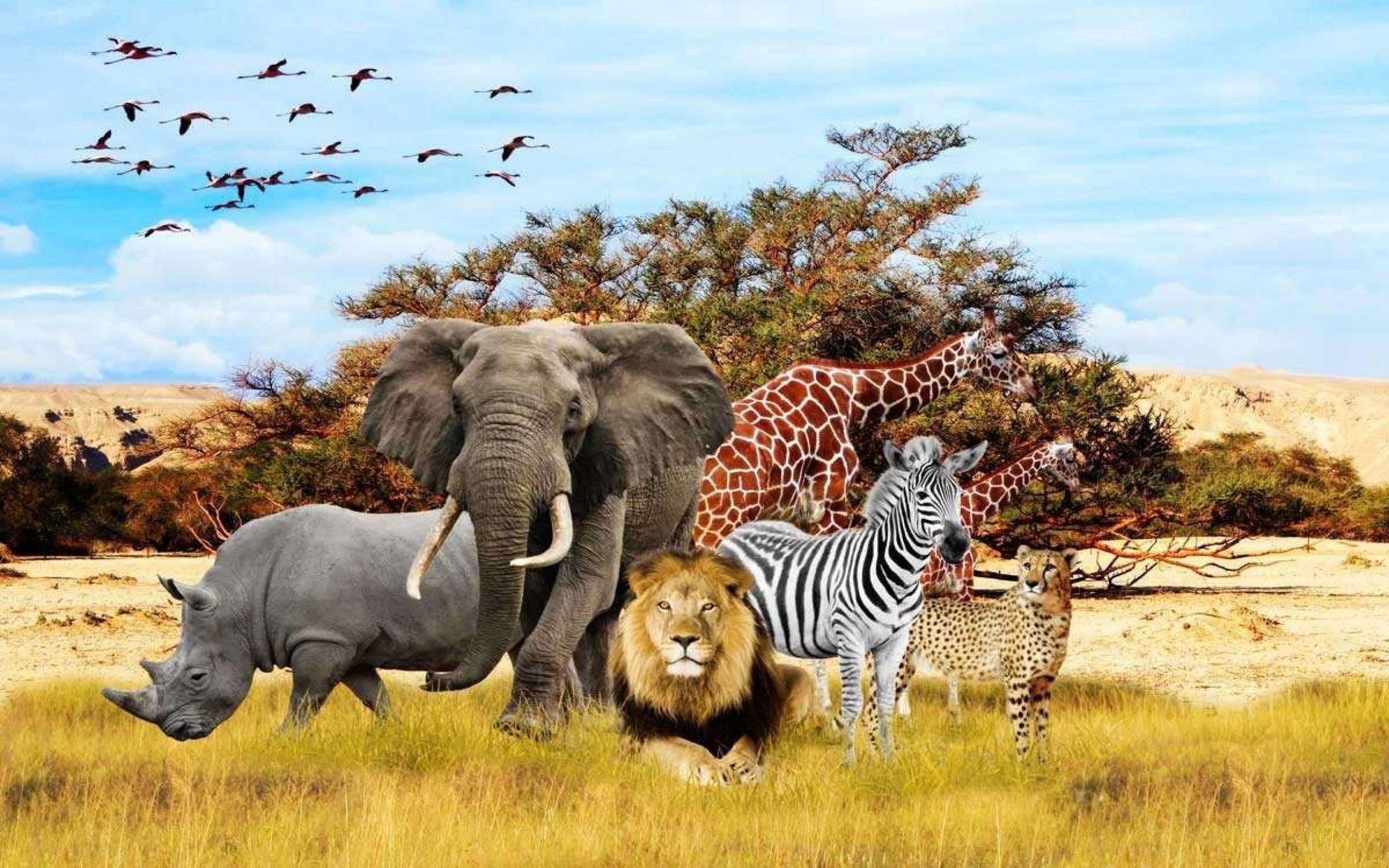 safari animal wallpaper,elephant,terrestrial animal,vertebrate,elephants and mammoths,wildlife