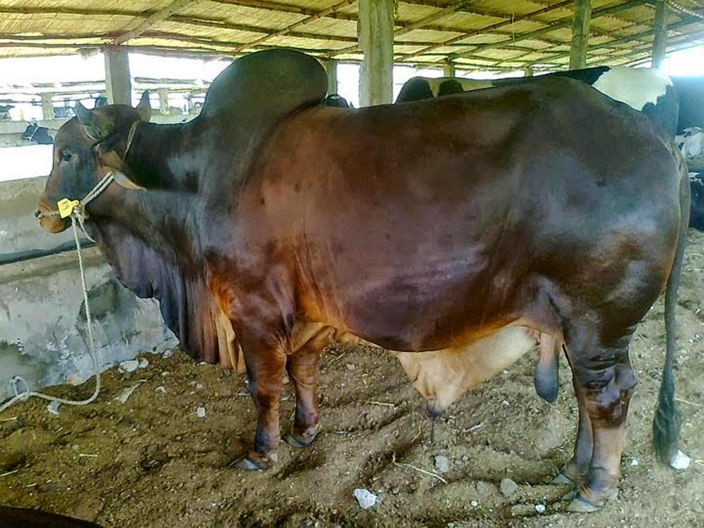 janan wallpaper,famiglia capra mucca,bestiame,mucca da latte,latteria,toro