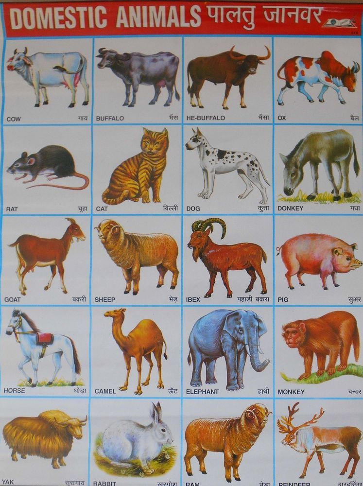 janwar fondo de pantalla,figura animal,fauna silvestre,poni,animal terrestre,caballo