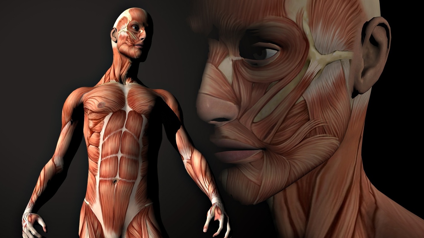 fond d'écran du corps humain,anatomie humaine,humain,la chair,épaule,corps humain