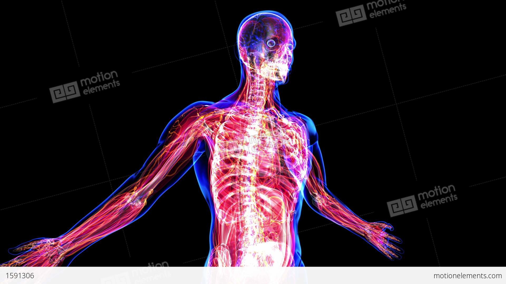 fond d'écran du corps humain,épaule,anatomie humaine,nerf,radiographie,humain