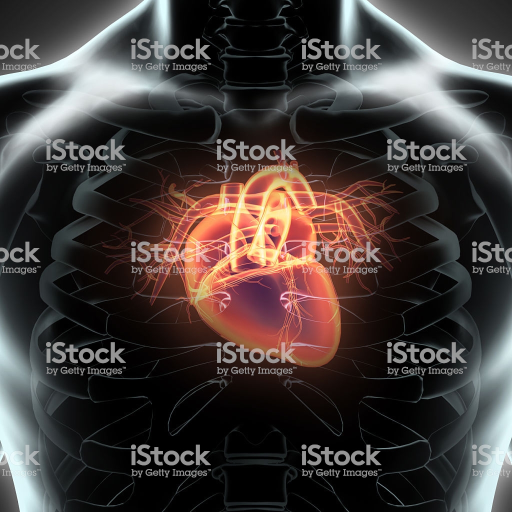 carta da parati cuore umano,cervello,spalla,umano,nervo,corpo umano