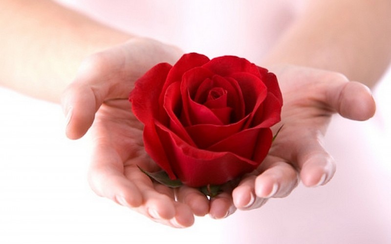 carta da parati regalo rosa,rose da giardino,rosso,rosa,fiore,mano
