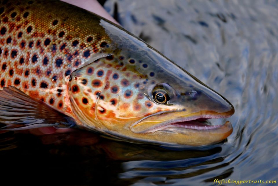 Brown Trout Wallpaper Hd- WallpaperUse