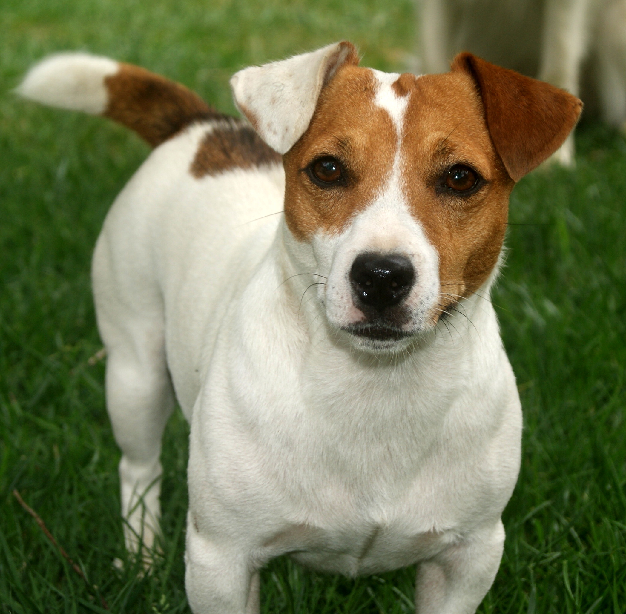 sfondi jack russell terrier,cane,jack russell terrier,russell terrier,cane da compagnia