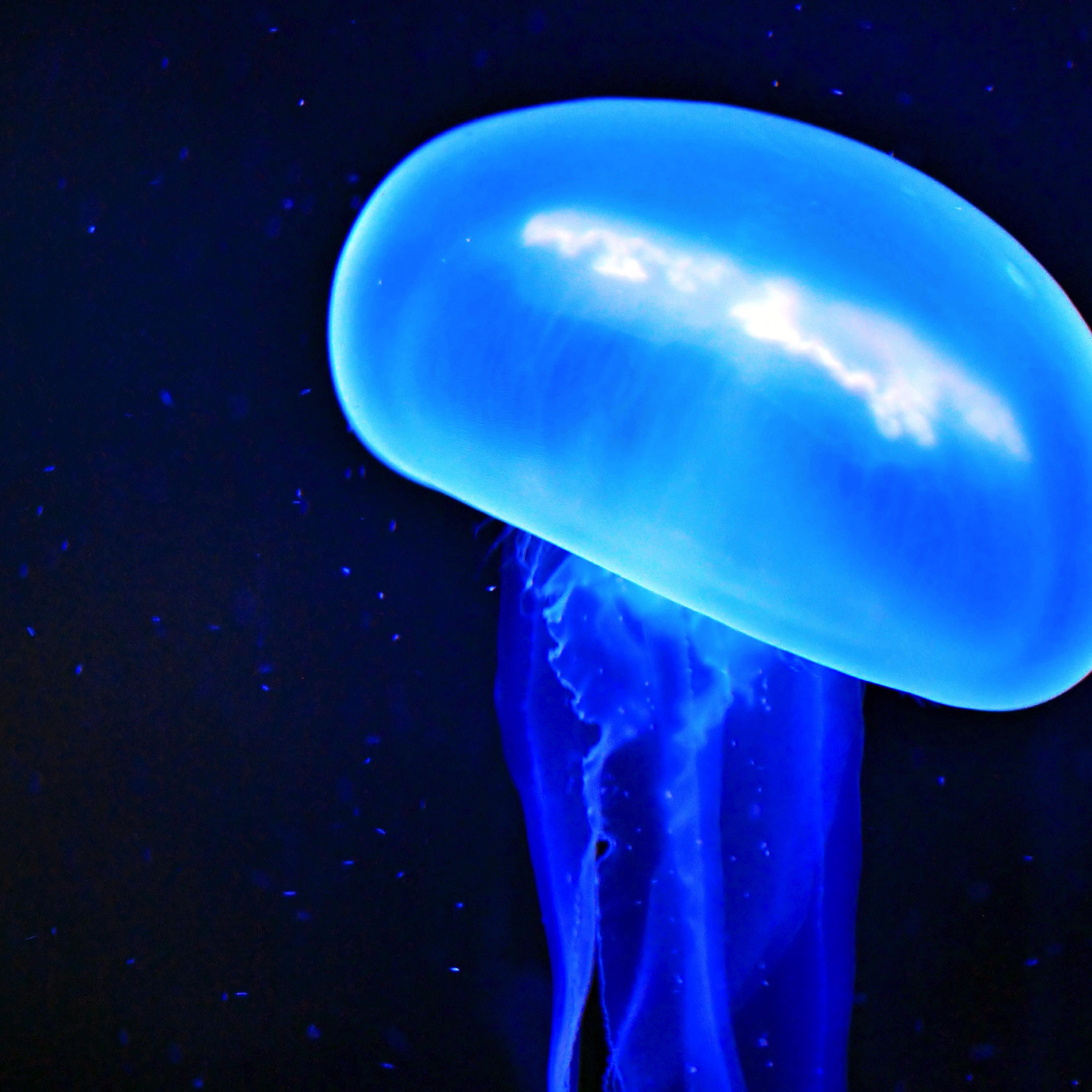 2732x2732 fondo de pantalla,medusa,cnidaria,azul,agua,invertebrados marinos