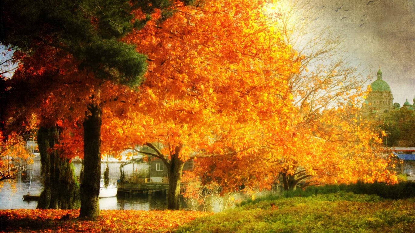 秋mac壁紙,自然の風景,木,自然,葉,秋