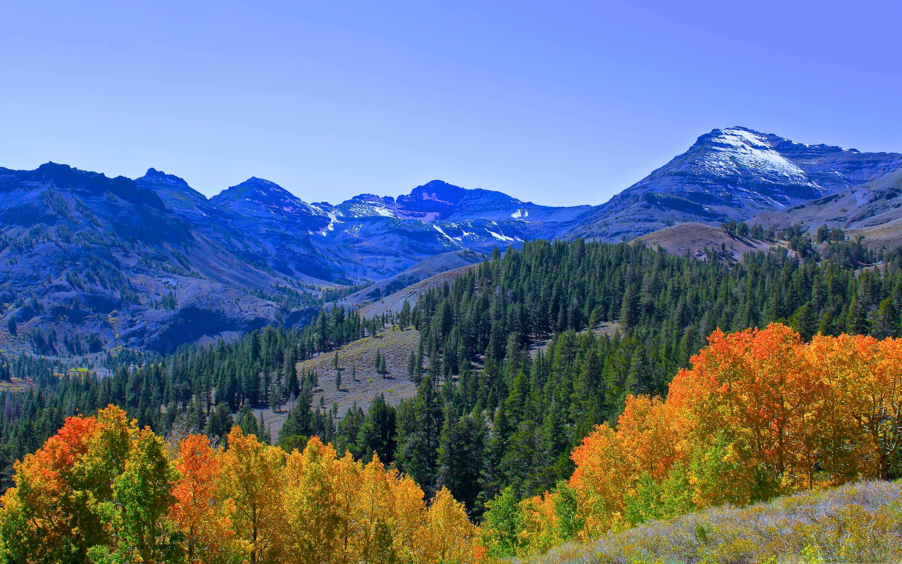 秋mac壁紙,山,自然の風景,自然,larix lyalliisubalpineカラマツ,山脈