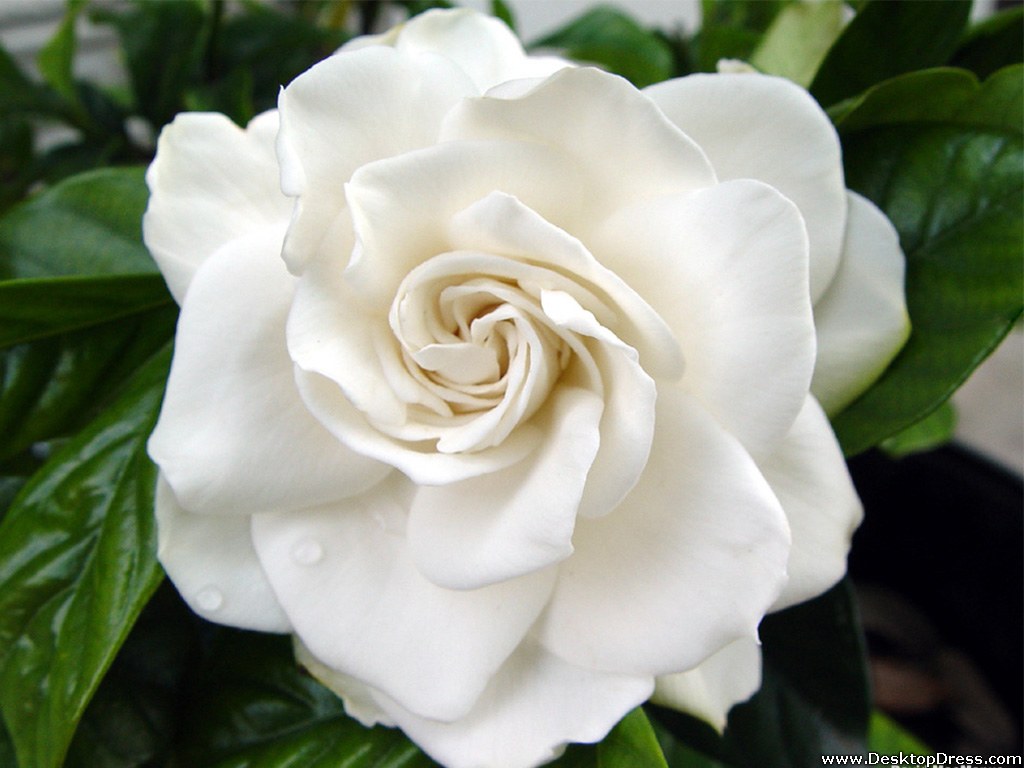 carta da parati gardenia,fiore,gardenia,pianta fiorita,bianca,petalo