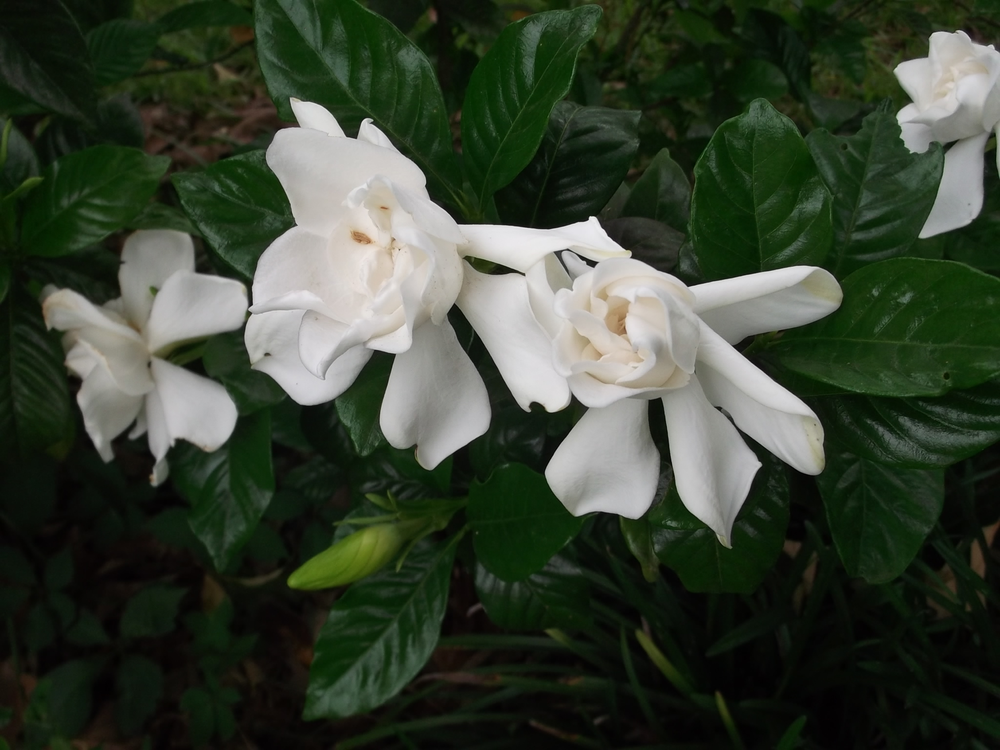 carta da parati gardenia,fiore,pianta fiorita,bianca,petalo,pianta