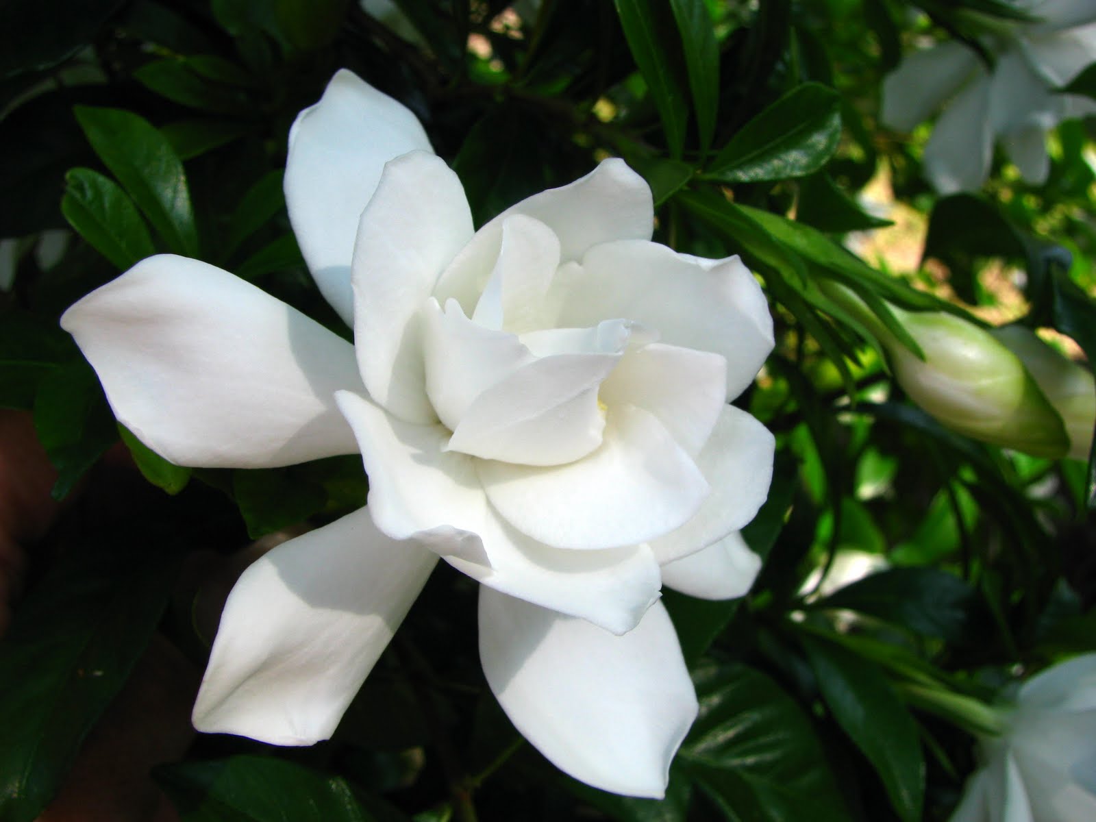 carta da parati gardenia,fiore,pianta fiorita,bianca,petalo,gardenia