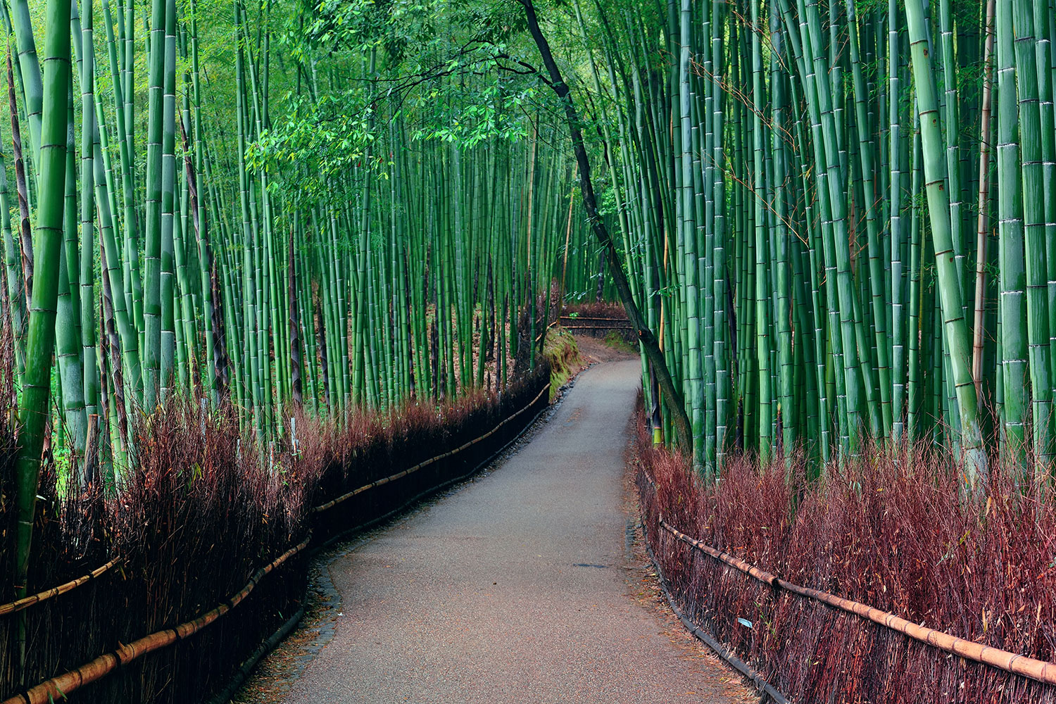tapete mit bambusdruck,baum,natur,grün,natürliche landschaft,bambus