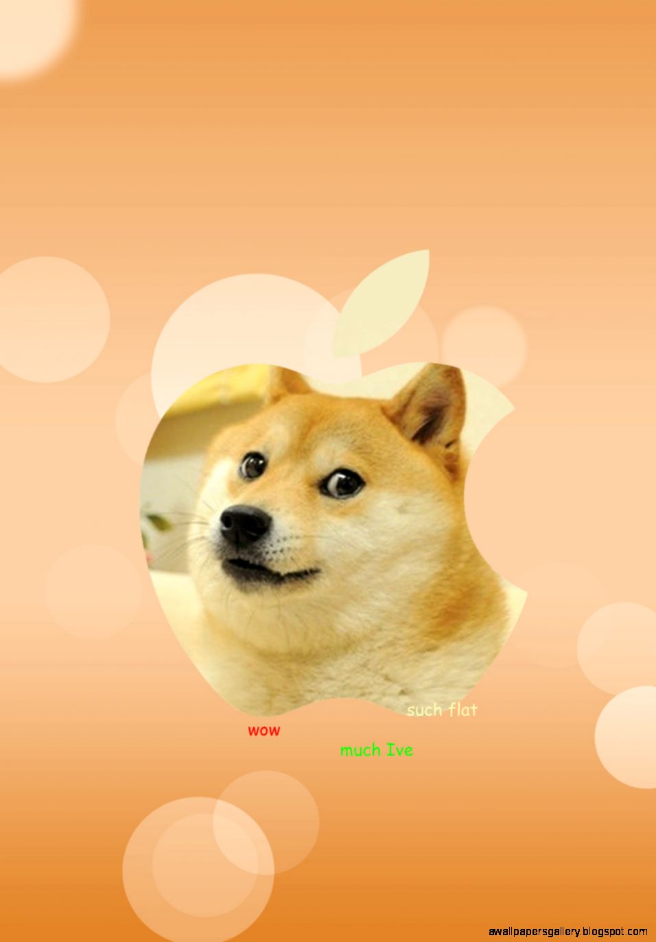 doge iphone wallpaper,hund,shiba inu,akita,akita inu,koreanischer jindo hund