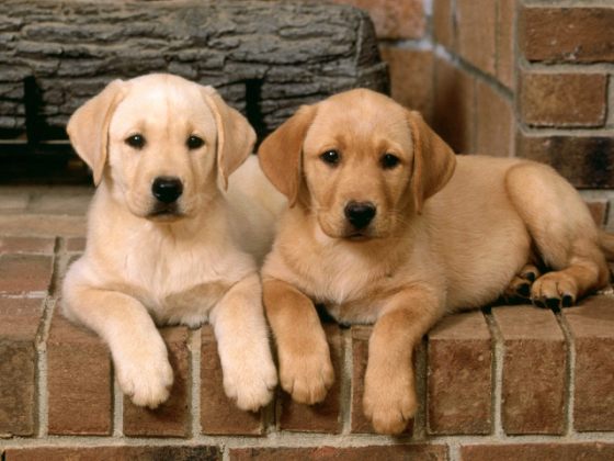 carta da parati per cani sicura jarman,cane,labrador retriever,cucciolo,golden retriever