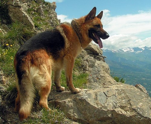 jarman safed dog fondo de pantalla,perro,viejo perro pastor alemán,perro pastor alemán,kunming wolfdog,rey pastor