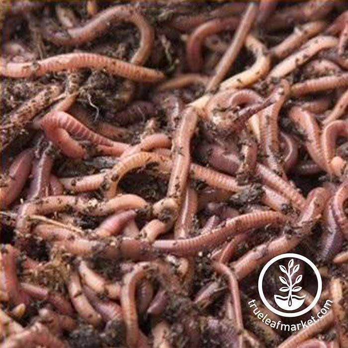 worms wallpaper,earthworm,ringed worm,worm,soil,plant