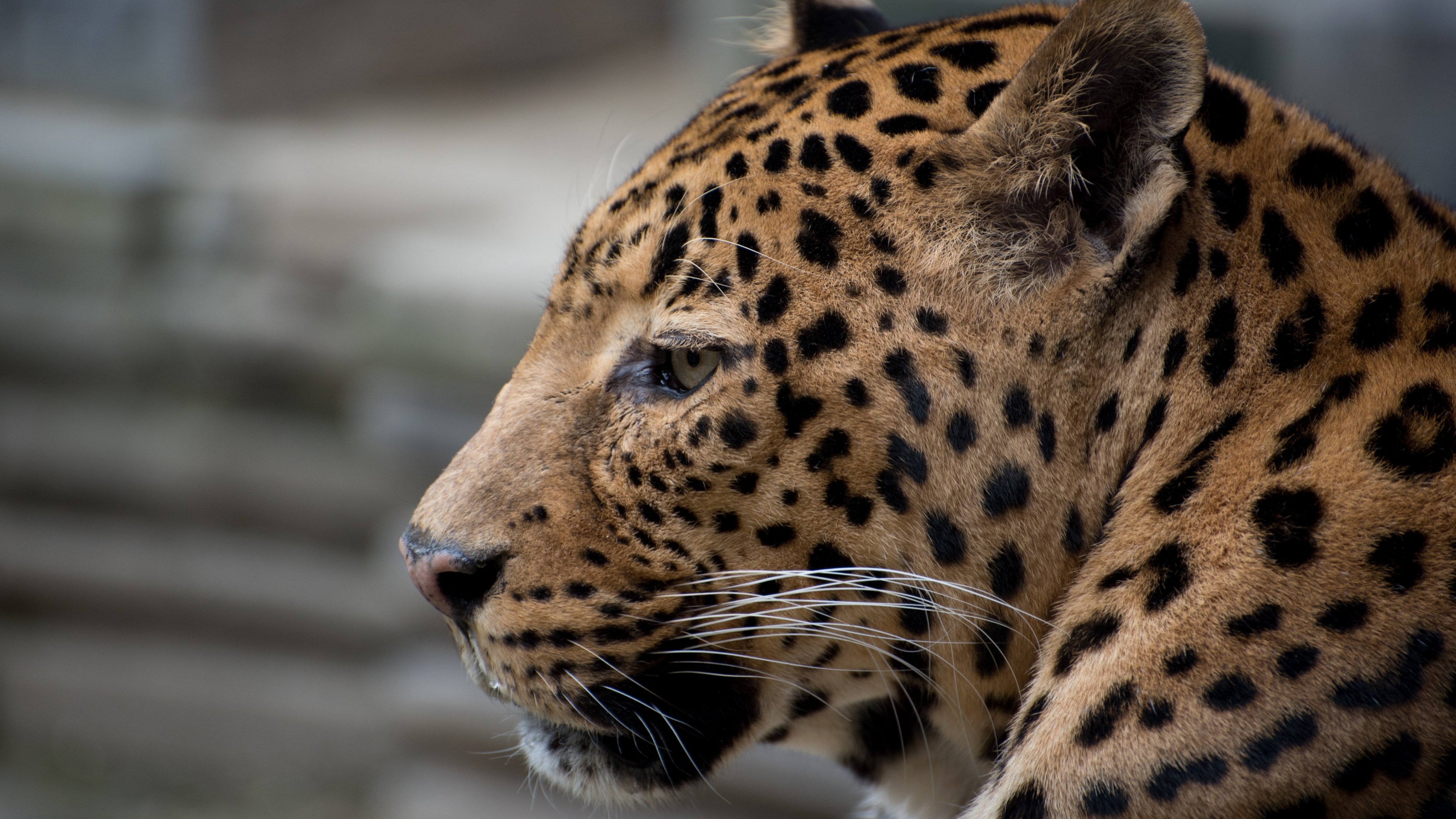 fond d'écran iphone jaguar,animal terrestre,faune,léopard,jaguar,moustaches