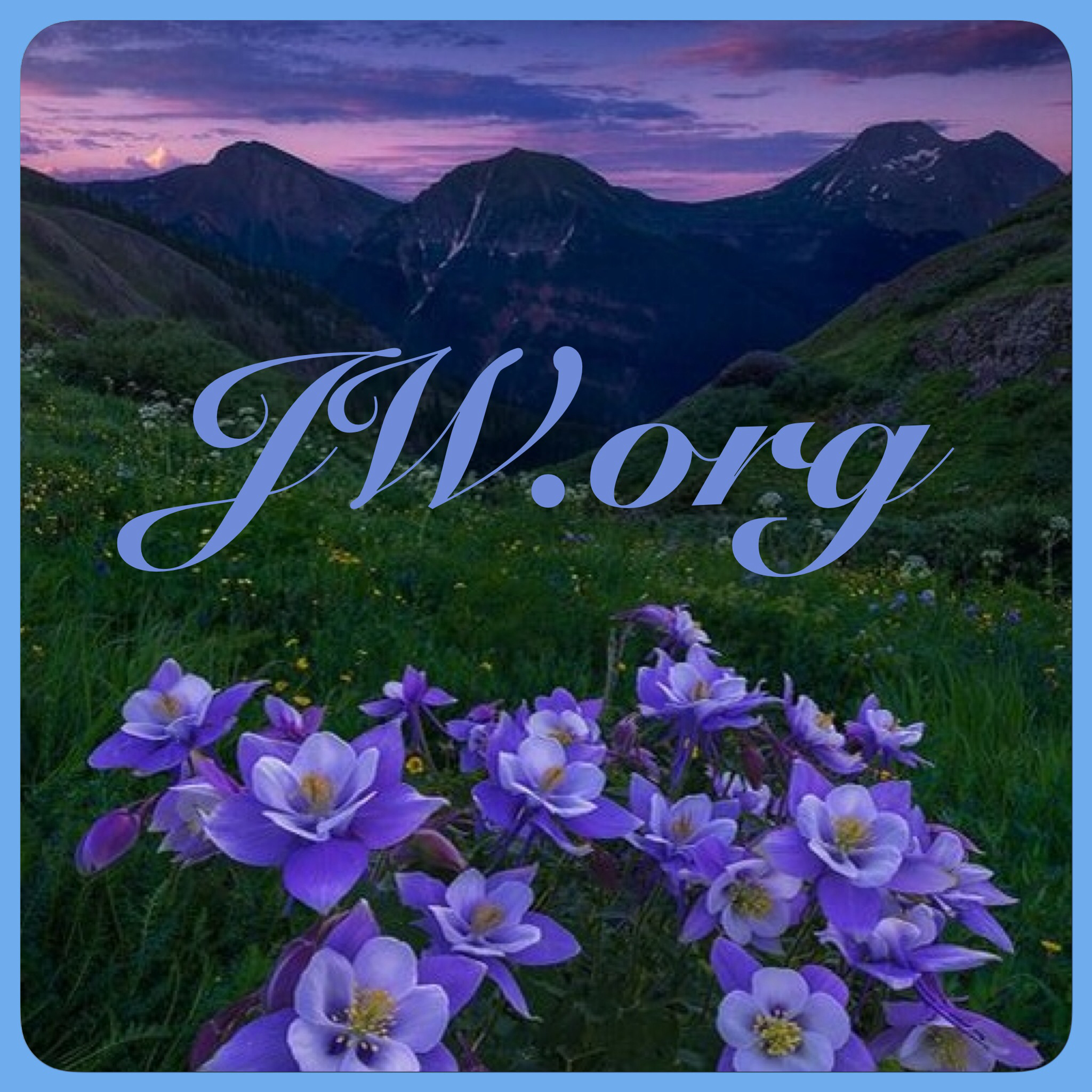 jw wallpaper hd,fiore,viola,viola,fiore di campo,pianta