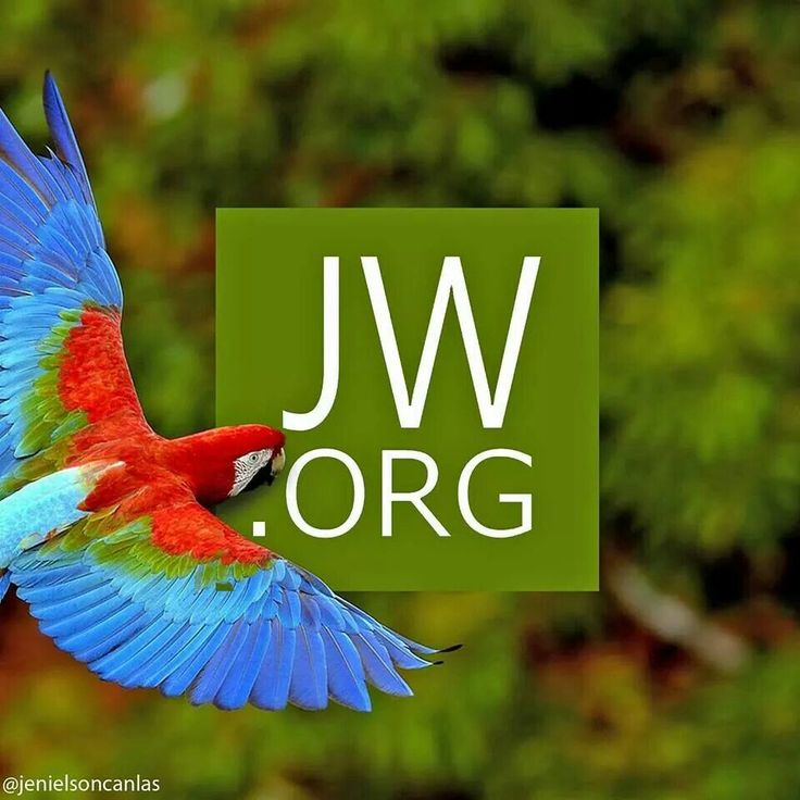 fond d'écran jw hd,oiseau,la nature,ara,aile,oiseau bleu