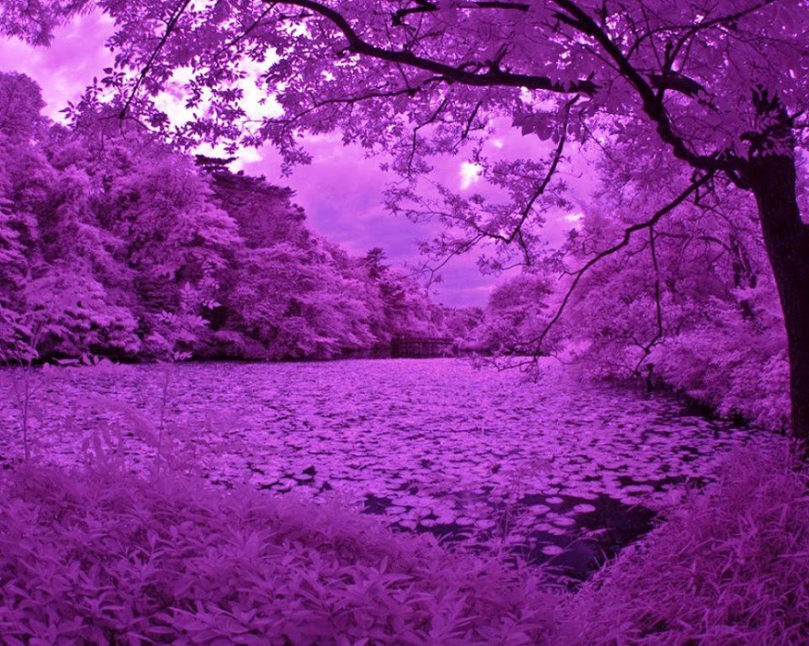 mor fondo de pantalla,paisaje natural,naturaleza,púrpura,violeta,árbol