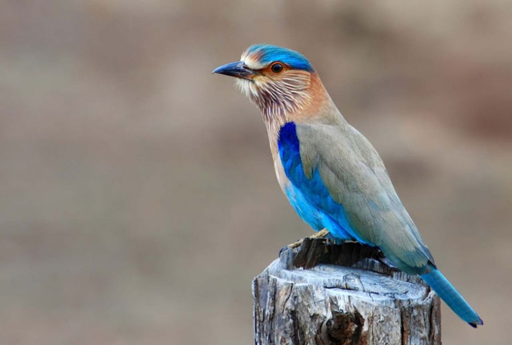 neelkanth鳥壁紙,鳥,ローラー,青い鳥,山ブルーバード,スクラブジェイ