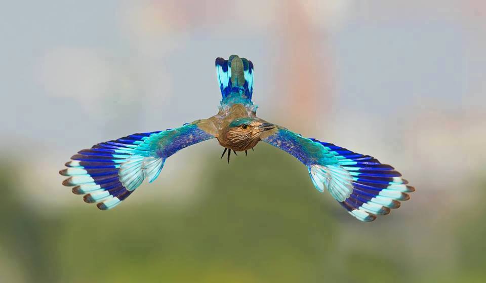 fondo de pantalla de pájaro neelkanth,ala,coraciiformes,rodillo,pájaro,fauna silvestre