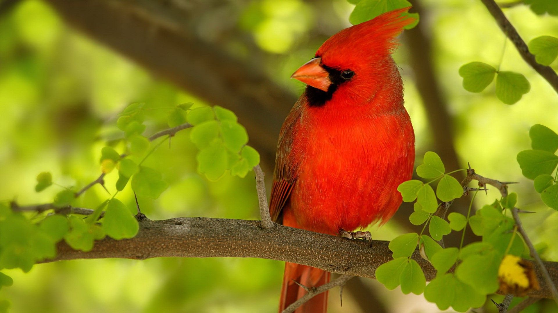 fondo de pantalla de pájaro neelkanth,pájaro,cardenal del norte,cardenal,pájaro posado,pájaro cantor