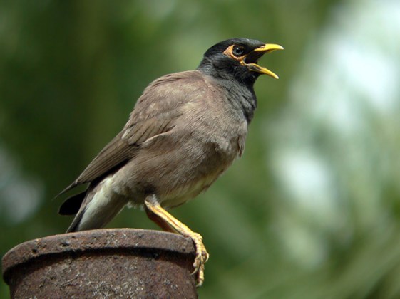 fondo de pantalla de pájaro neelkanth,pájaro,acridotheres,myna común,myna,pájaro posado