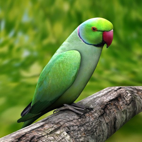 carta da parati pappagallo indiano,uccello,parrocchetto,pappagallo,pappagallino,pappagallino verde africano
