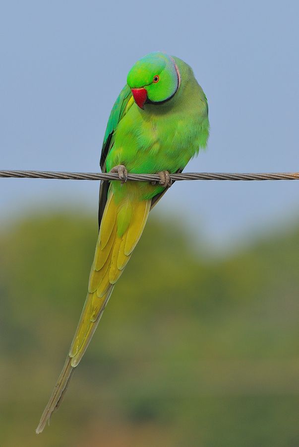 indische papageientapete,vogel,sittich,wellensittich,papagei,lovebird