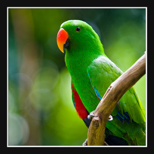 carta da parati pappagallo indiano,uccello,pappagallo,parrocchetto,pappagallino,pappagallino verde africano