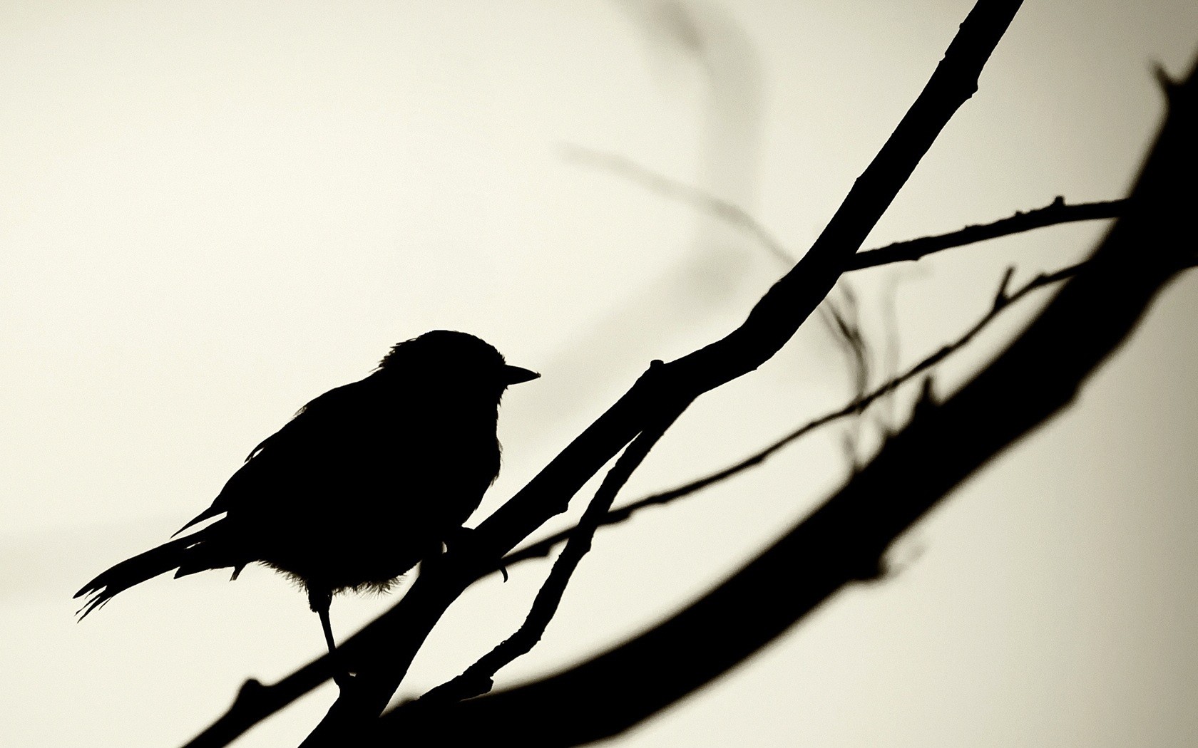 Painting Of Birds Black And White- WallpaperUse