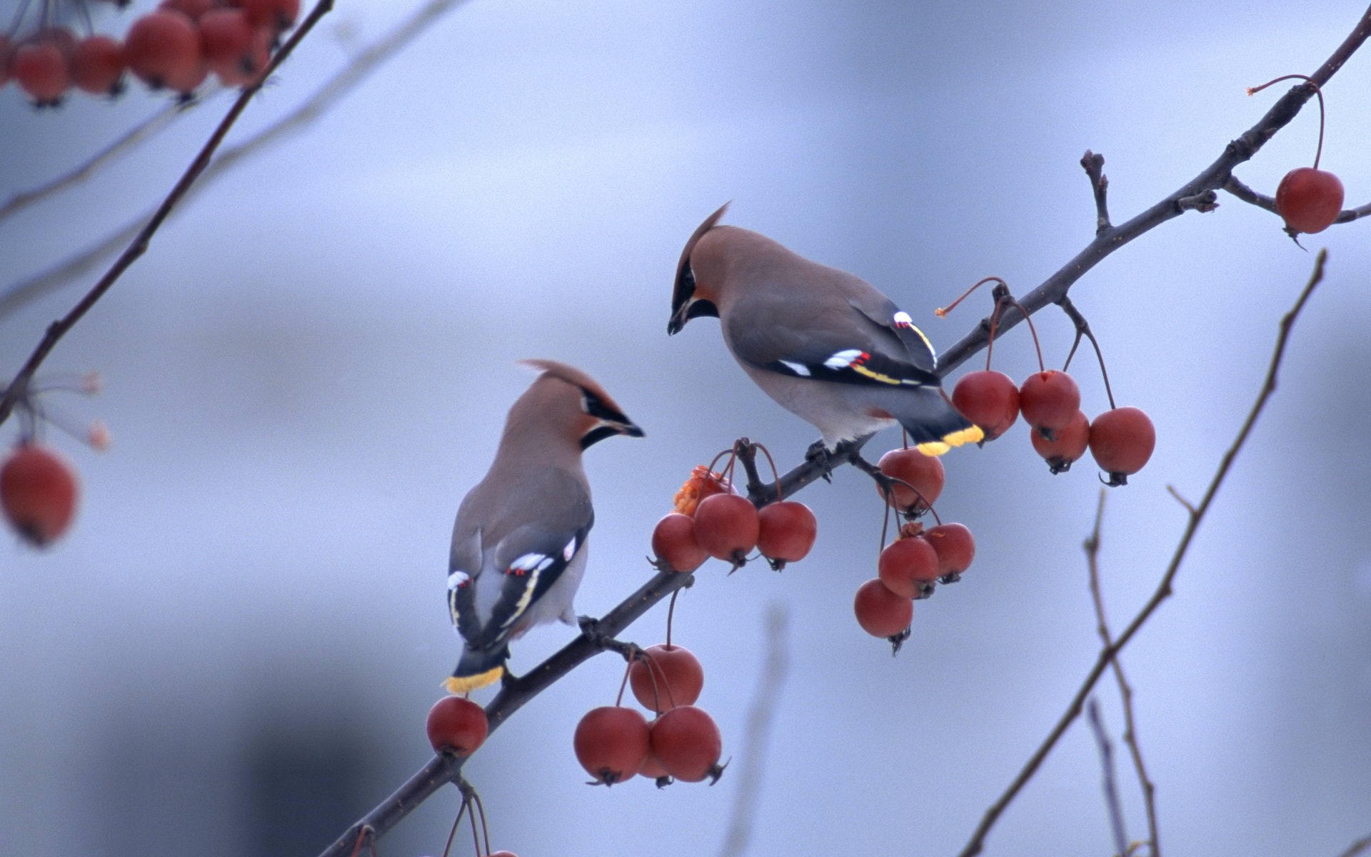 Bird Branch Close Up Birds Branches Berries Wallpaper - Two Birds In