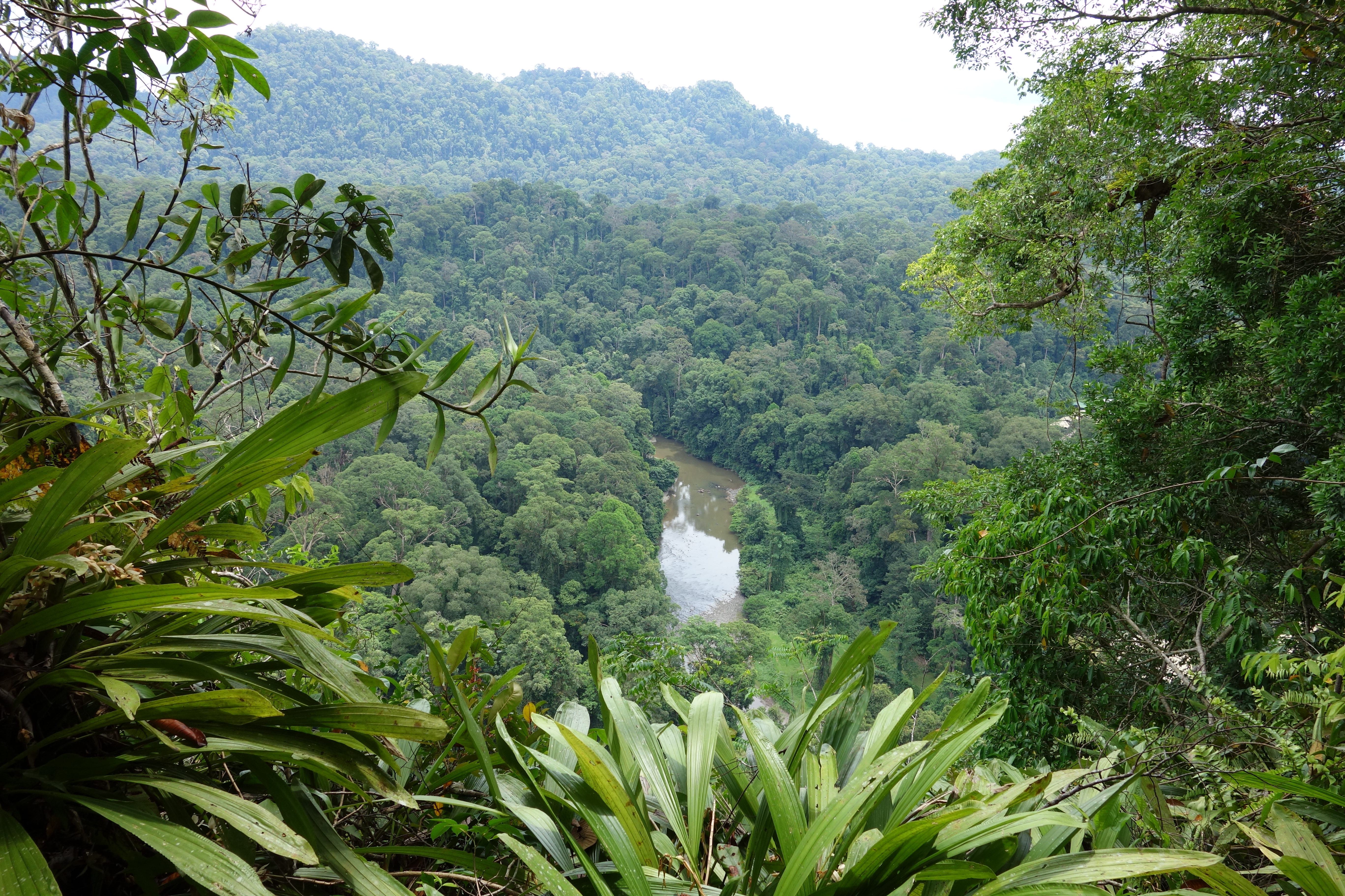 carta da parati del borneo,paesaggio naturale,giungla,foresta,natura,foresta pluviale