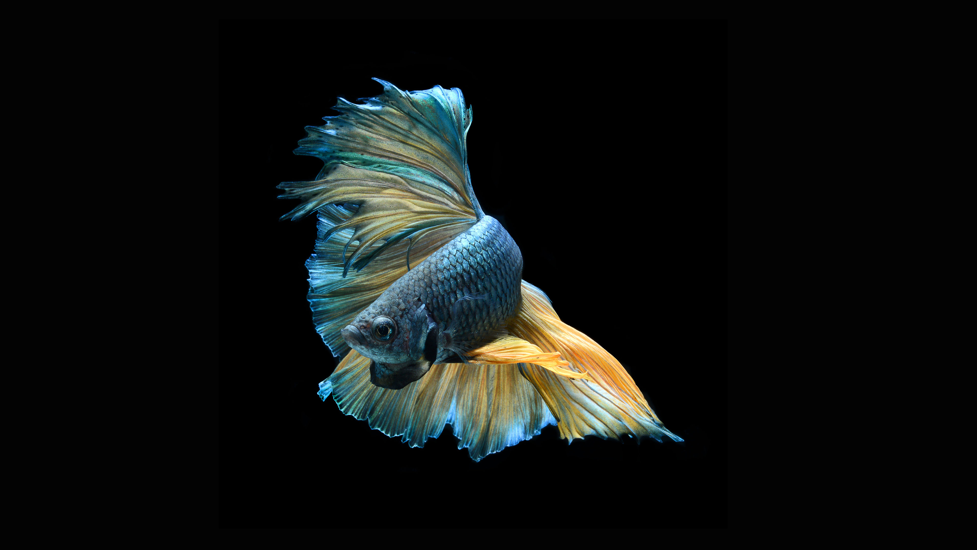 Betta Halfmoon- WallpaperUse