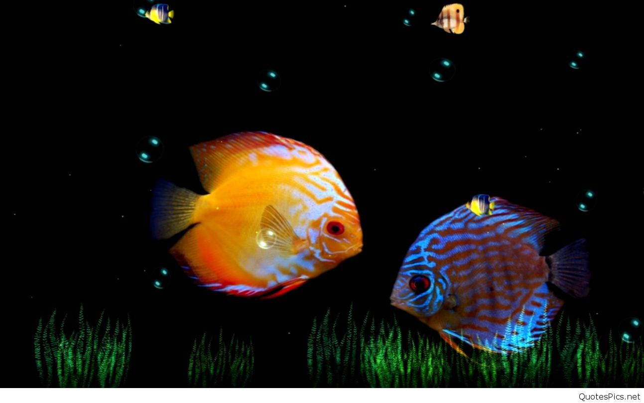 fond d'écran poisson hd pour mobile,poisson,biologie marine,poisson,sous marin,pomacentridae