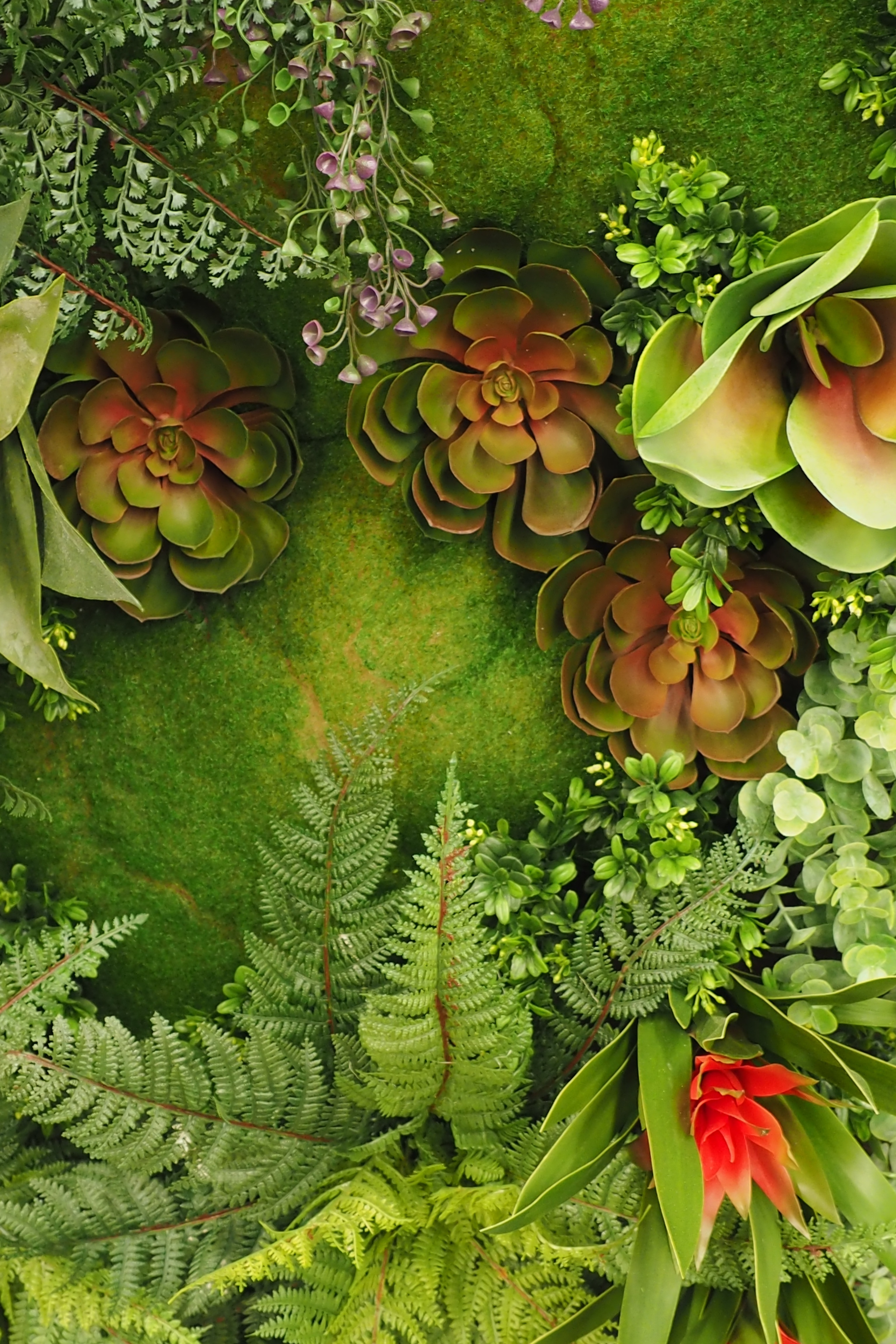fondo de pantalla de terrario,planta,flor,hoja,césped,helecho